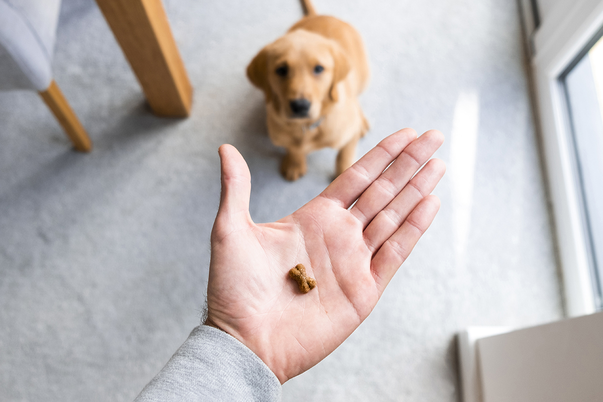 Hand hält Leckerli über kleinem Golden Retriever