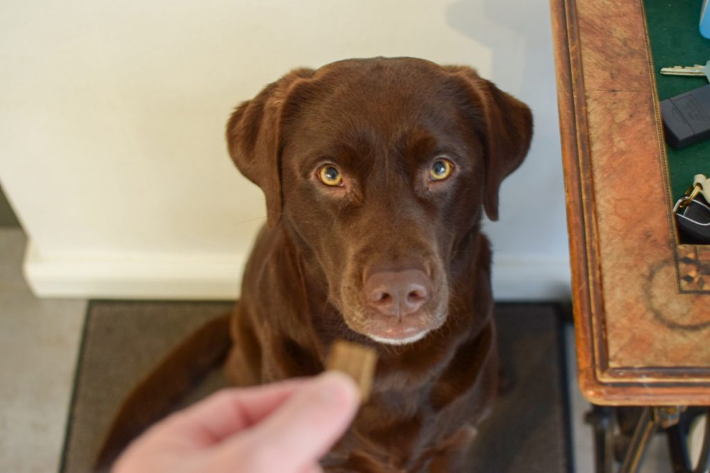 Finger halten Leckerli vor braunem Hund