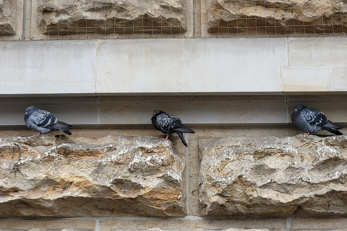 Aufnahme von drei Tauben an einer Hauswand