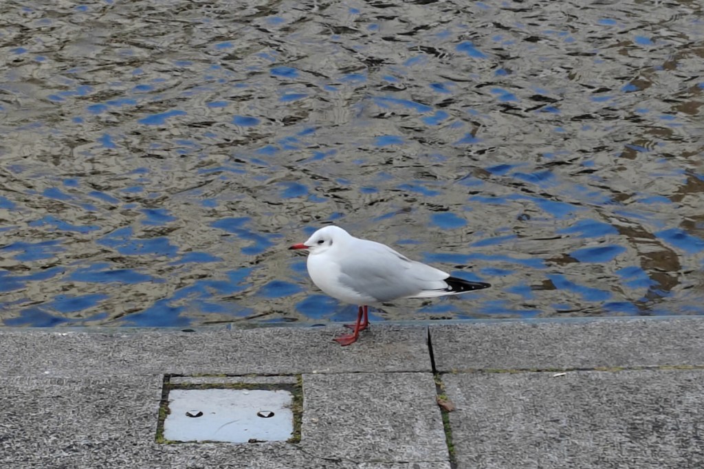 Eine Möwe sitzt auf einem Steg am Wasser.