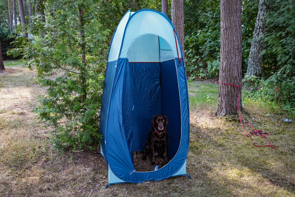 blaues Duschzelt in einem Wald stehend, Tür geöffnet, ein brauner Hund sitzt darin