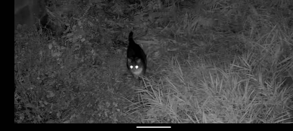 Eine nächtliche Infrarotaufnahme einer Katze auf dem Rasen 