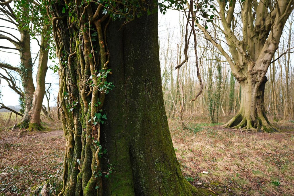 Bäume in einem Wald.