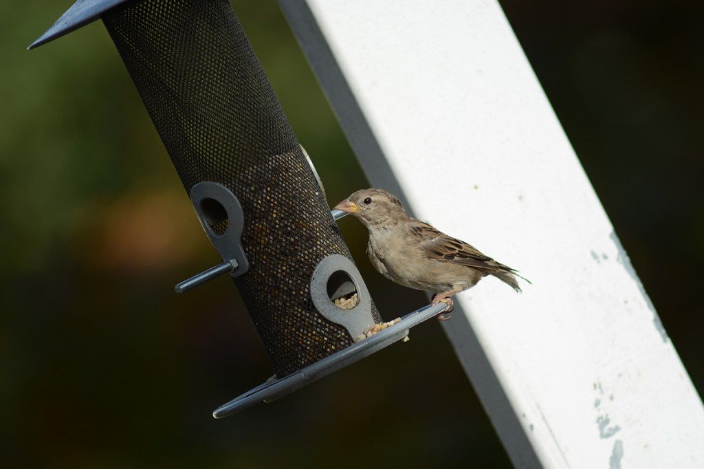 Ein Sperling an einer Futtersäule.