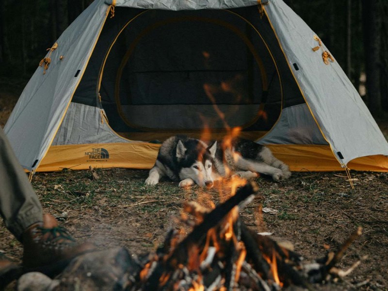 ein Hund liegt vor einem geöffneten Zelt, ein Lagerfeuer ist im Vordergrund