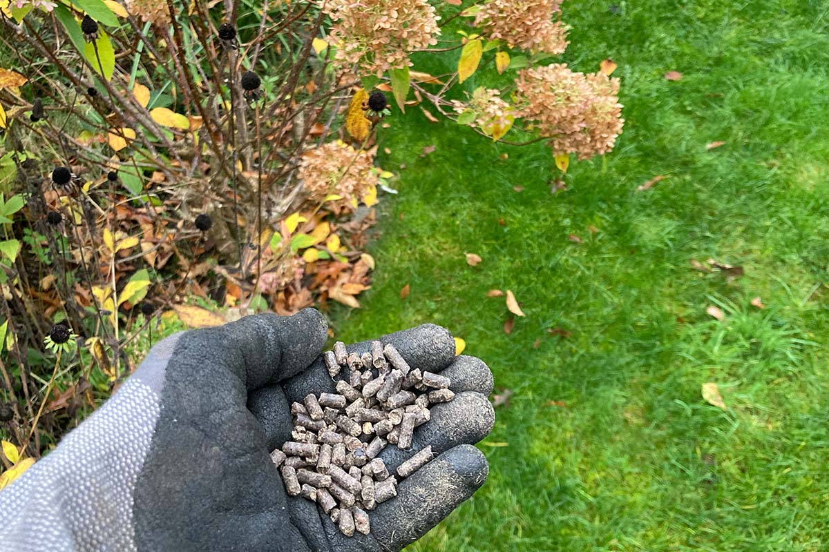 Handschuh mit Dünger im Vordergrund, im Hintergrund ein Herbstbeet und Rasen